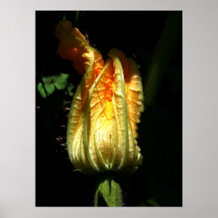 Pumpkins Blossoms  Value Poster Paper