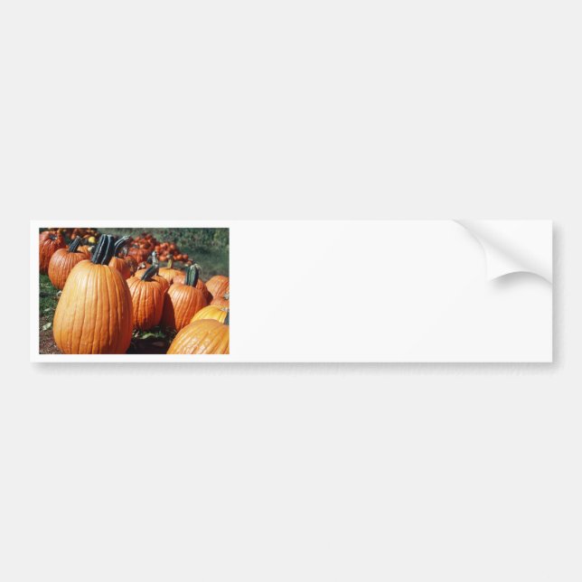 Pumpkins Bumper Sticker (Front)