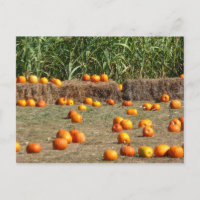 Pumpkins, Corn and Hay Autumn Harvest Photography