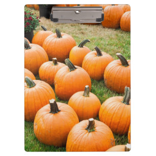 Pumpkins for Sale at a Farmer's Market Clipboard