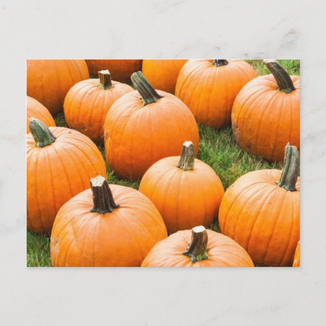 Pumpkins for Sale at a Farmer's Market Postcard (Front)