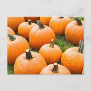 Pumpkins for Sale at a Farmer's Market Postcard