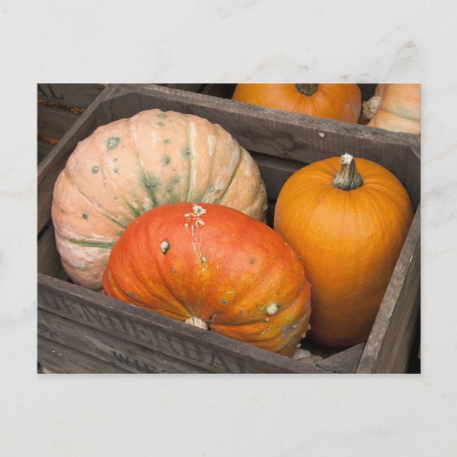 Pumpkins for sale postcard (Front)