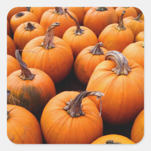 Pumpkins Galore Square Sticker