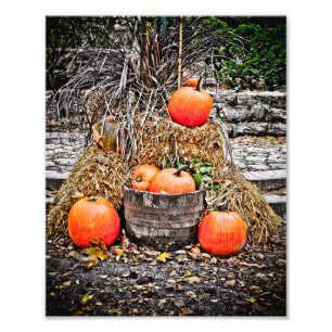 Pumpkins in Quebec Photo Print