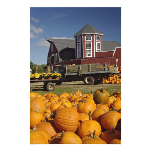 Pumpkins on farm in autumn near Concord, 2 Photo Print