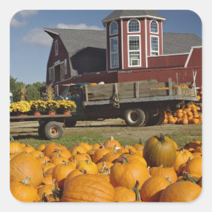 Pumpkins on farm in autumn near Concord, 2 Square Sticker
