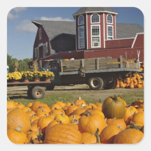 Pumpkins on farm in autumn near Concord, 2 Square Sticker