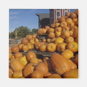 Pumpkins on farm in autumn near Concord, Magnet