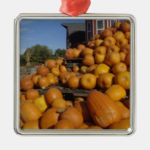 Pumpkins on farm in autumn near Concord, Metal Ornament