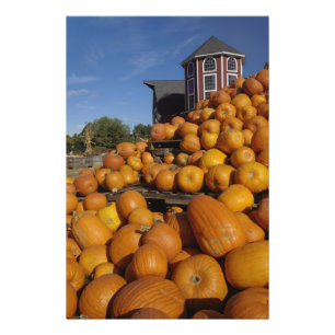 Pumpkins on farm in autumn near Concord, Photo Print