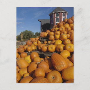 Pumpkins on farm in autumn near Concord, Postcard