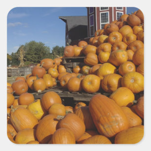 Pumpkins on farm in autumn near Concord, Square Sticker