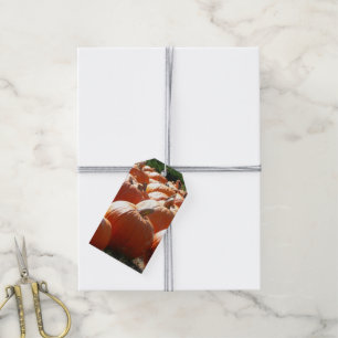Pumpkins Photo for Fall, Halloween or Thanksgiving Gift Tags
