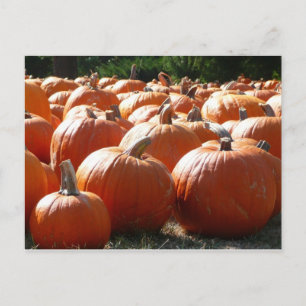 Pumpkins Photo for Fall, Halloween or Thanksgiving Holiday Postcard