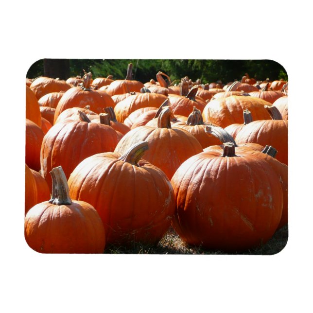 Pumpkins Photo for Fall, Halloween or Thanksgiving Magnet (Horizontal)