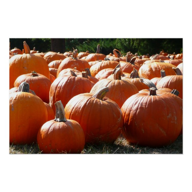 Pumpkins Photo for Fall, Halloween or Thanksgiving Poster (Front)