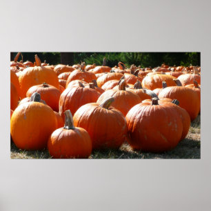 Pumpkins Photo for Fall, Halloween or Thanksgiving Poster