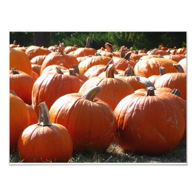 Pumpkins Photo for Fall, Halloween or Thanksgiving Print (Front)
