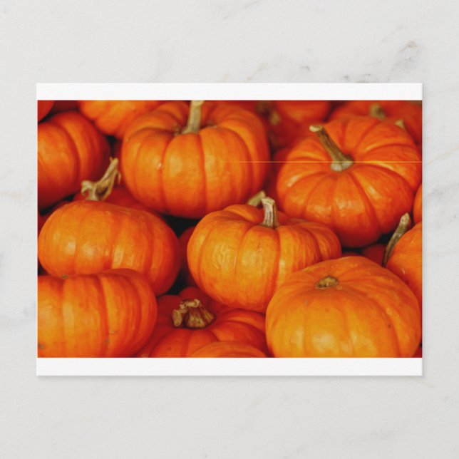 Pumpkins Postcard (Front)