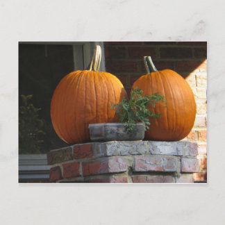 Pumpkins Postcard