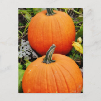 Pumpkins Postcard