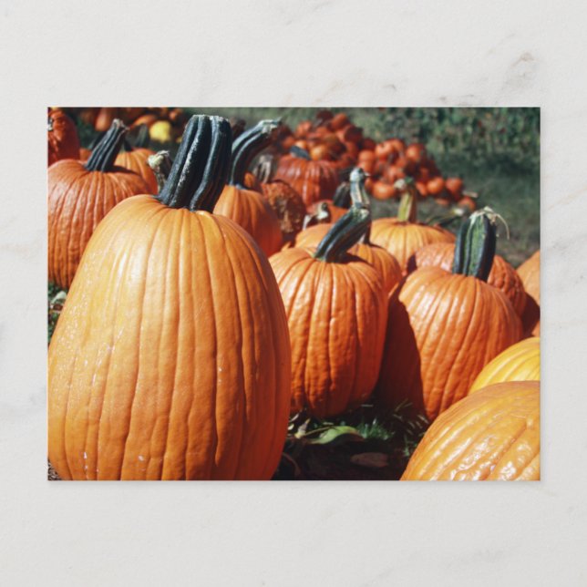 Pumpkins Postcard (Front)