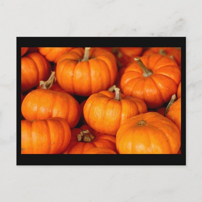 Pumpkins Postcard (Front)