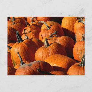 Pumpkins Postcard