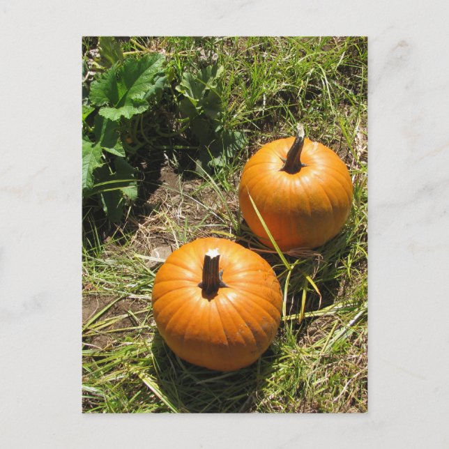 Pumpkins Postcard (Front)