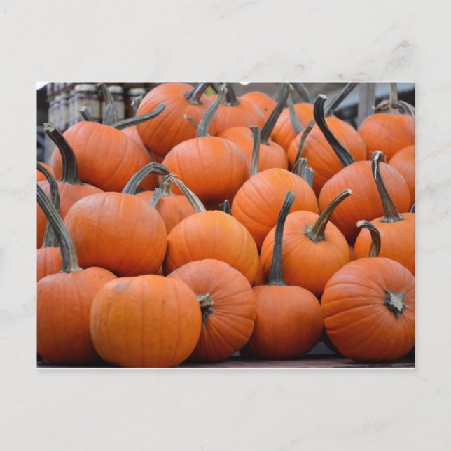 Pumpkins, Pumpkins, and More Pumpkins, Fall Postcard (Front)