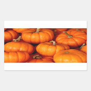 Pumpkins Rectangular Sticker