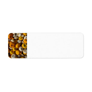 Pumpkins Return Address Label