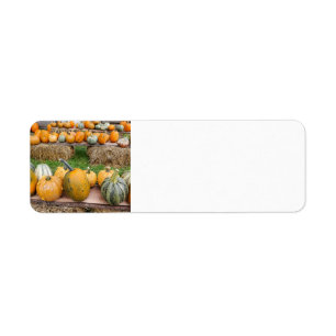 Pumpkins Return Address Label