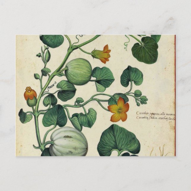 Pumpkins Squash Vintage Botanical Print Postcard (Front)