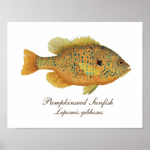 Pumpkinseed Art Poster