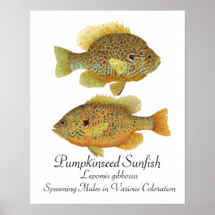 Pumpkinseed Sunfish Art Poster
