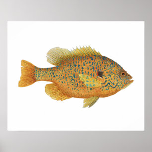 Pumpkinseed Sunfish artwork Poster