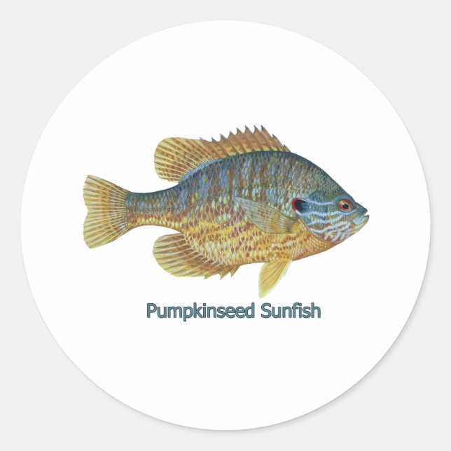 Pumpkinseed Sunfish (titled) Classic Round Sticker (Front)