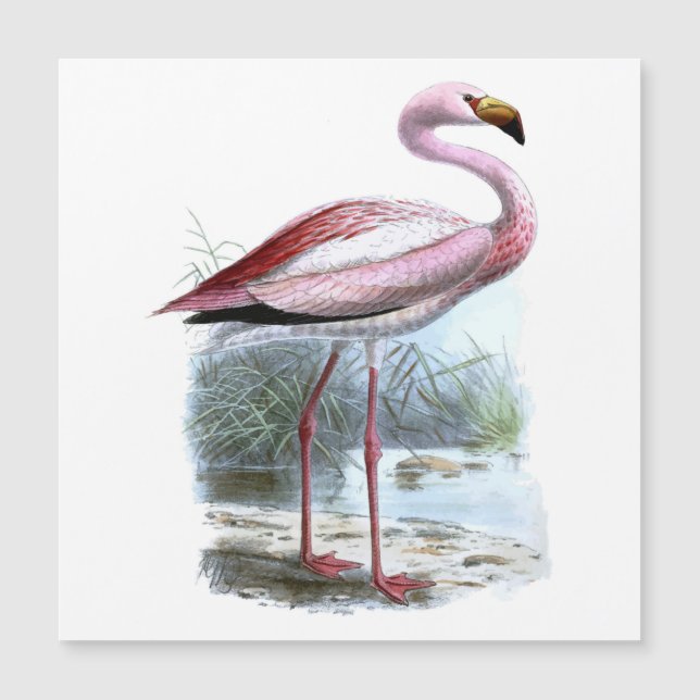 Puna Flamingo Vintage Illustration (Front)