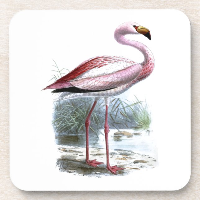 Puna Flamingo Vintage Illustration Coaster (Front)