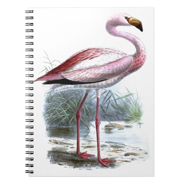 Puna Flamingo Vintage Illustration Notebook (Front)