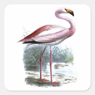 Puna Flamingo Vintage Illustration Square Sticker