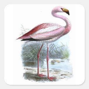 Puna Flamingo Vintage Illustration Square Sticker