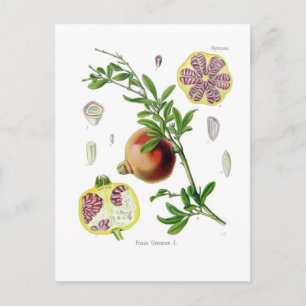 Punica granatum (Pomegranate) Postcard