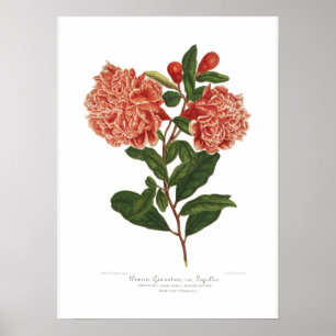 Punica granatum poster