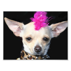 Punk Rock Chihuahua Photo Print