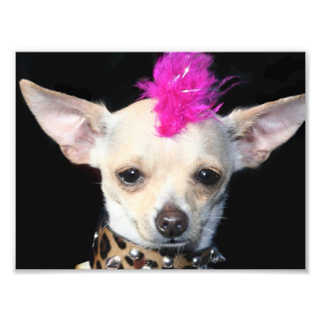 Punk Rock Chihuahua Photo Print (Front)