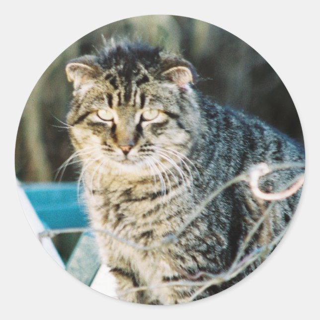 Punk Rock Feral Tom Cat Classic Round Sticker (Front)