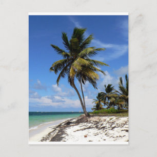 Punta Cana, Dominican Republic, coconut palm tree Postcard